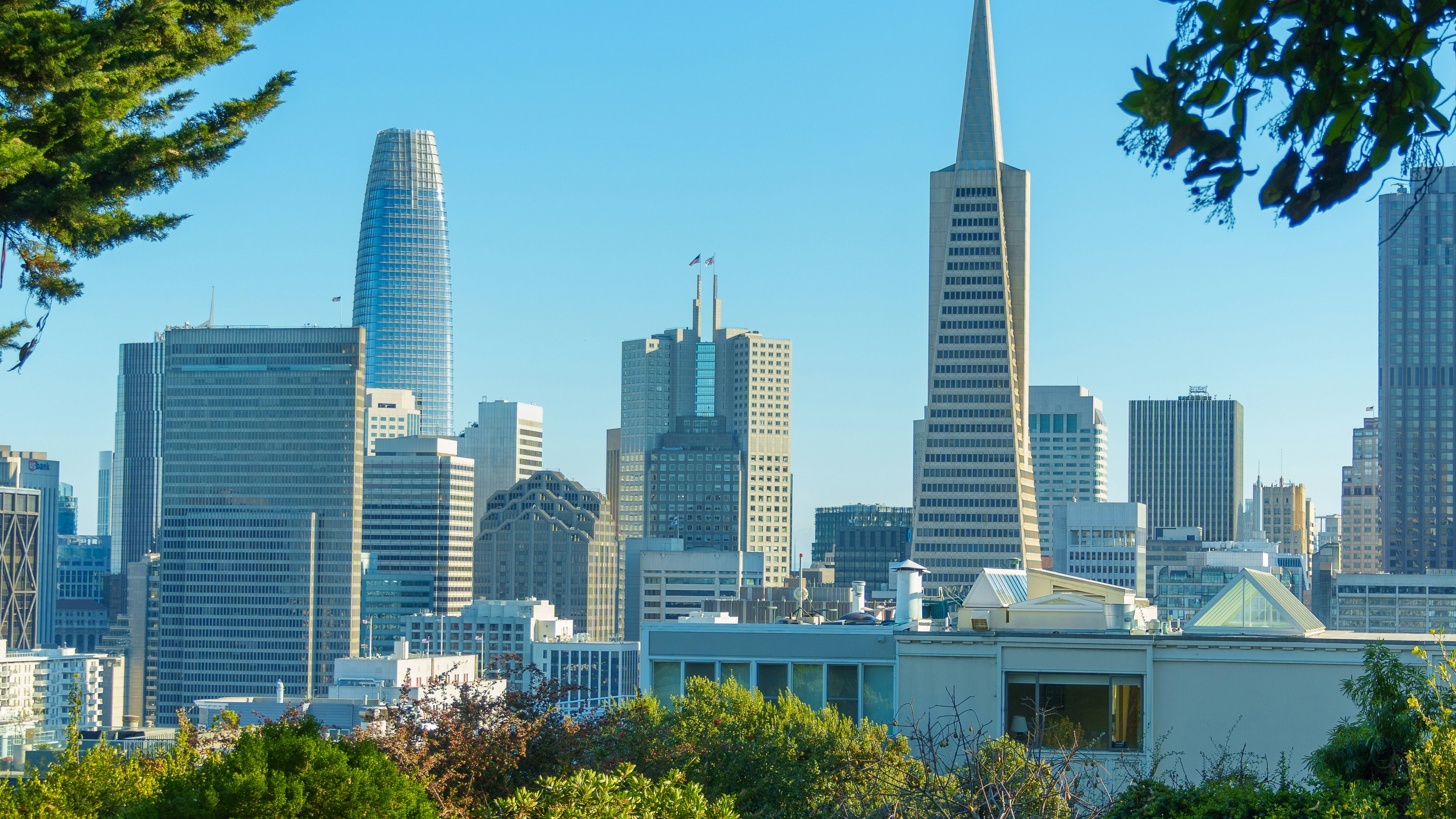 The San Francisco skyline seen from a park